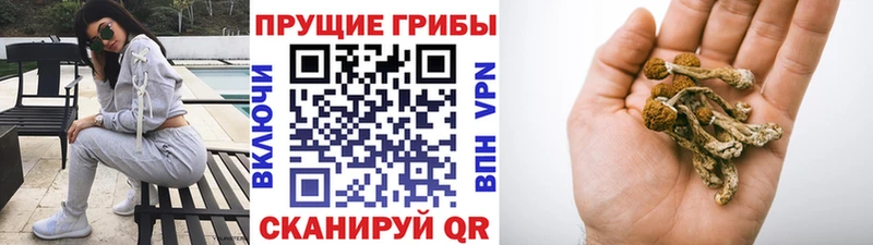 сколько стоит  Электросталь  Псилоцибиновые грибы GOLDEN TEACHER 